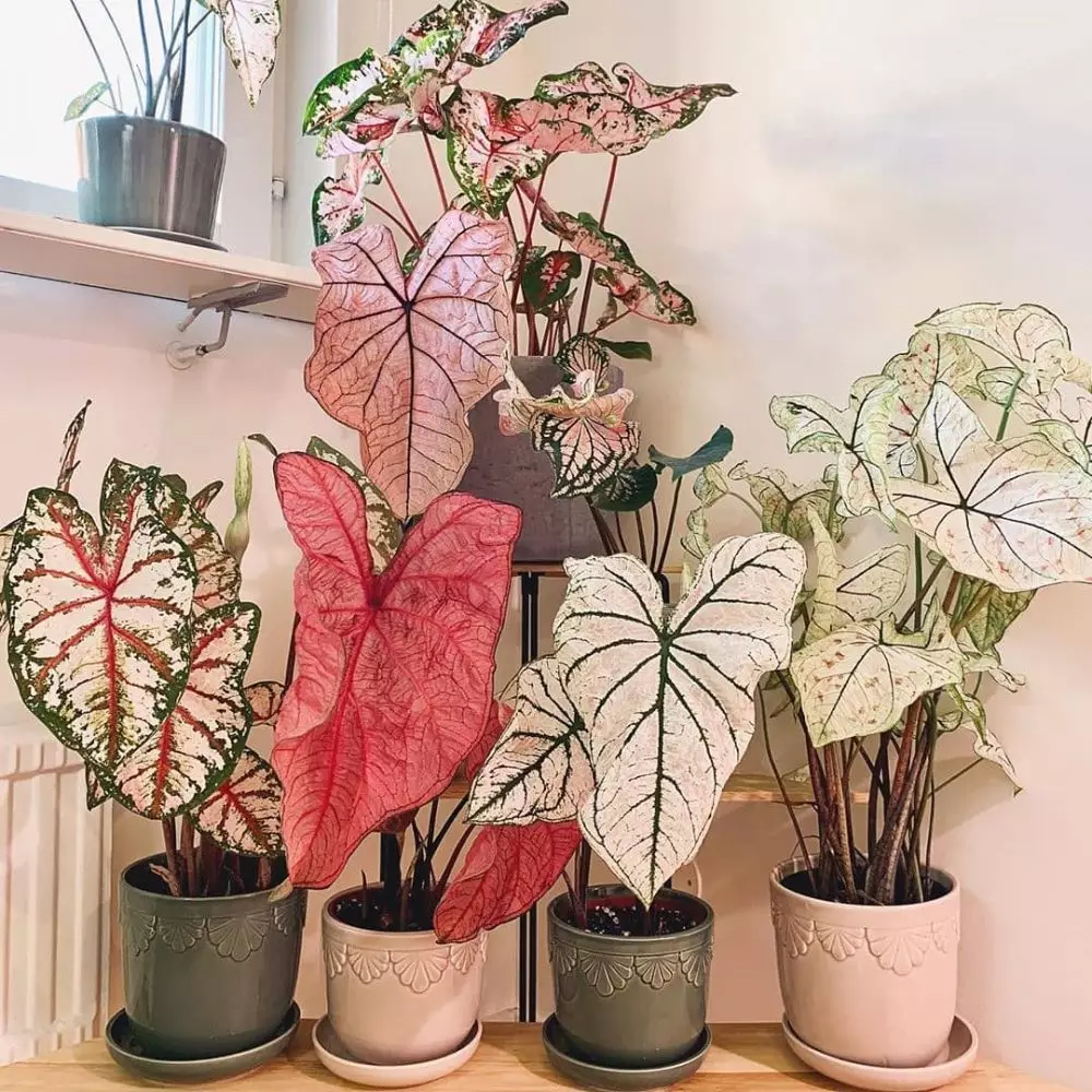 Cara merawat keladi dua warna © Instagram