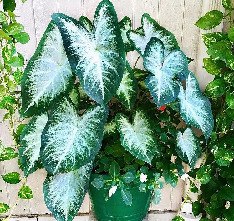 Cara merawat keladi dua warna © Instagram