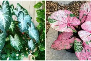 Cara merawat keladi dua warna, perhatikan kelembapannya