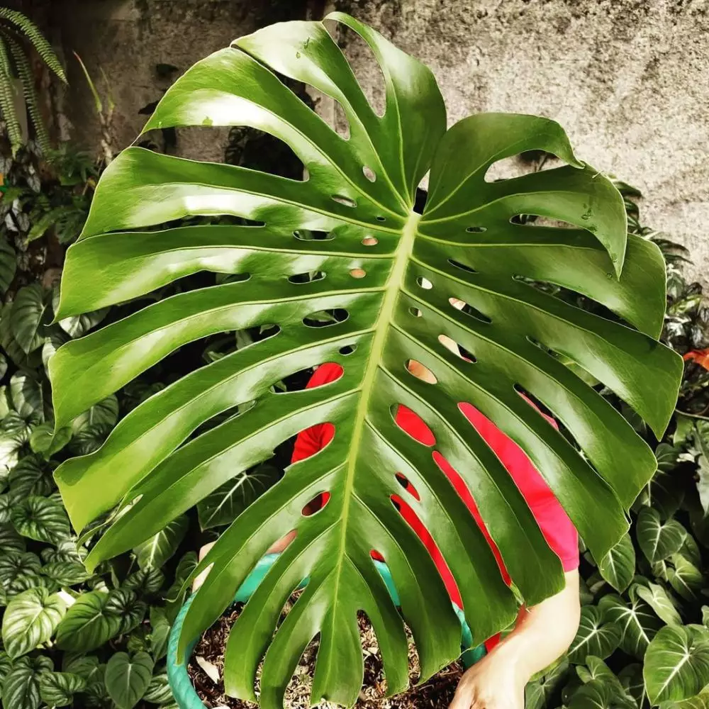 tanaman hias monstera media air © Instagram