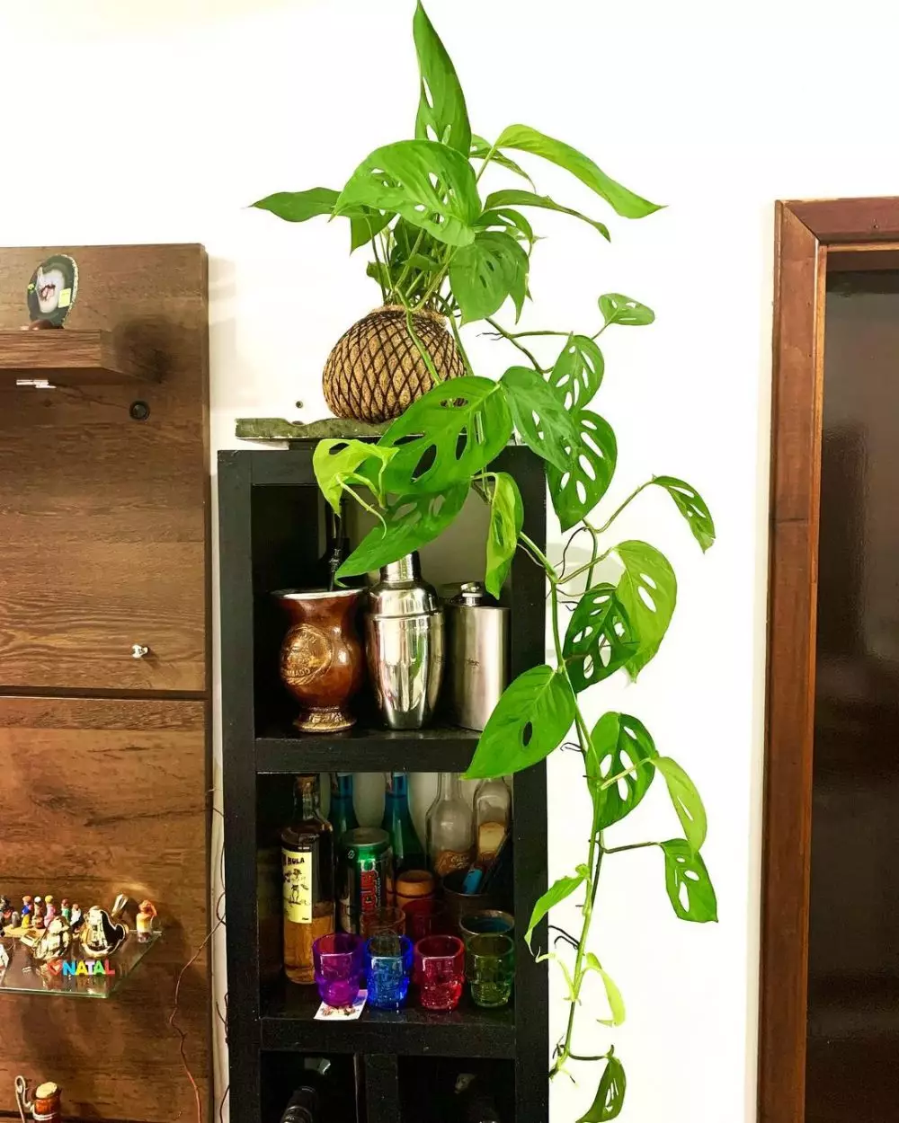 tanaman hias monstera media air © Instagram