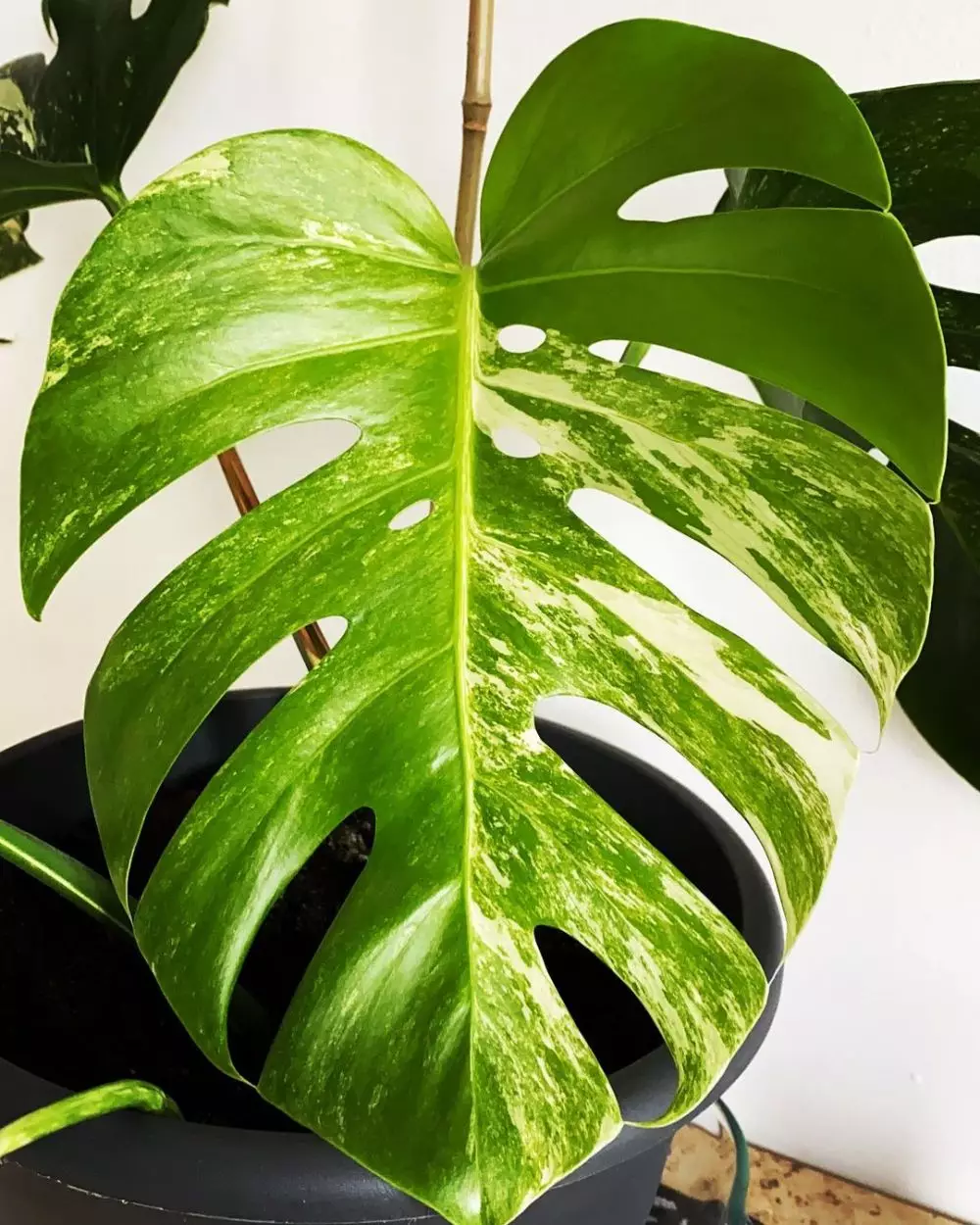 tanaman hias monstera media air © Instagram