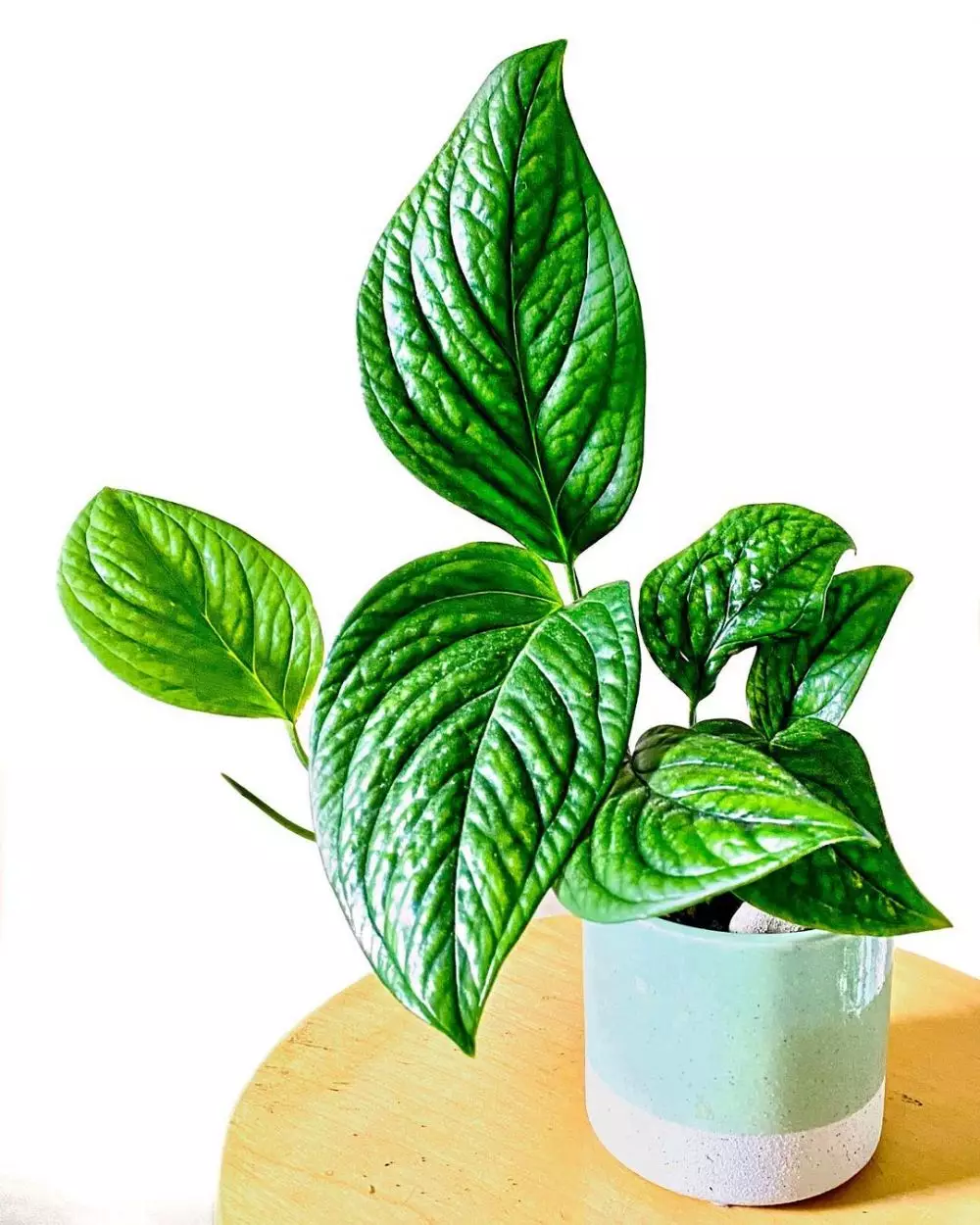 tanaman hias monstera media air © Instagram