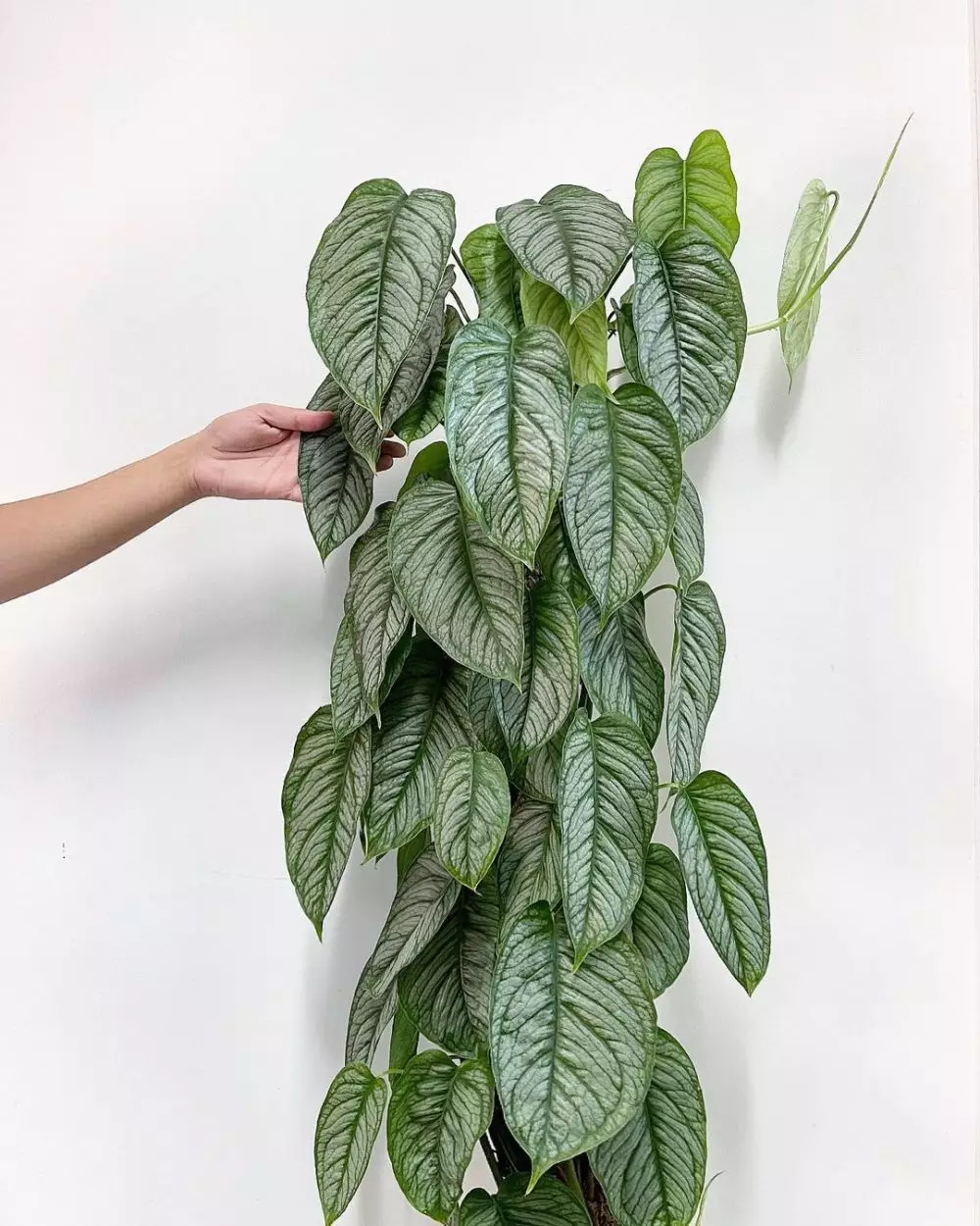 tanaman hias monstera media air © Instagram