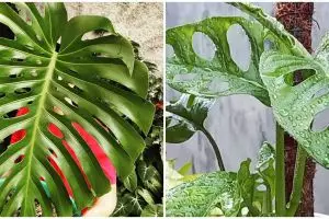 8 Tanaman hias monstera media air, ada janda bolong