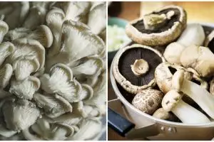 Cara menanam jamur hidroponik, mudah dan praktis