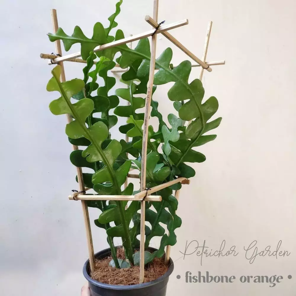 Tanaman hias daun keriting Instagram © 2021 brilio.net Tanaman hias daun keriting Instagram © 2021 brilio.net