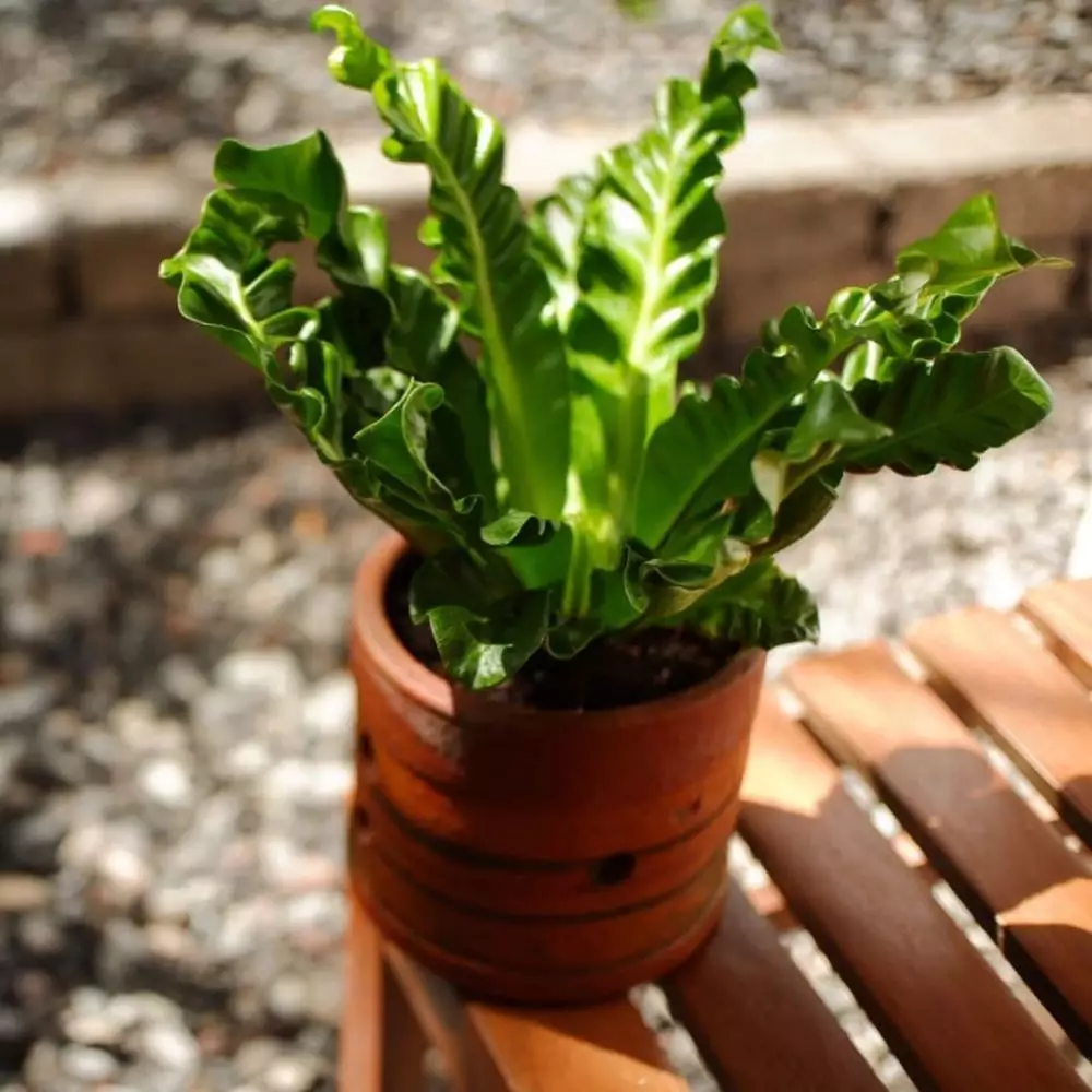 Tanaman hias daun keriting Instagram © 2021 brilio.net Tanaman hias daun keriting Instagram © 2021 brilio.net