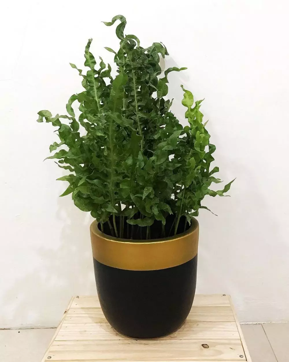 Tanaman hias daun keriting Instagram © 2021 brilio.net Tanaman hias daun keriting Instagram © 2021 brilio.net