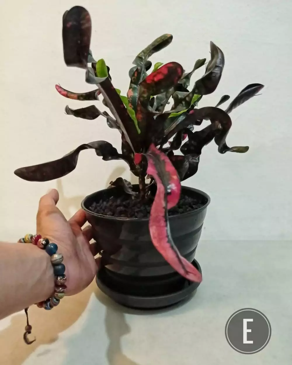 Tanaman hias daun keriting Instagram © 2021 brilio.net Tanaman hias daun keriting Instagram © 2021 brilio.net