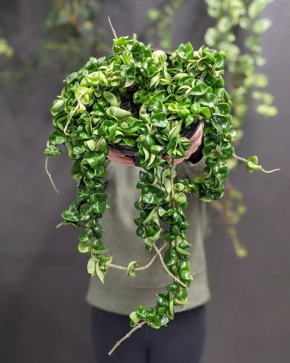 Tanaman hias daun keriting Instagram © 2021 brilio.net Tanaman hias daun keriting Instagram © 2021 brilio.net