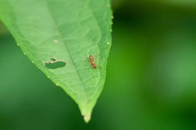 Gangguan dan penyakit pada lidah mertua © freepik