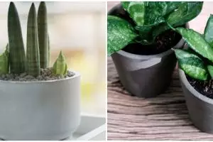 Gangguan dan penyakit pada lidah mertua, beserta cara mengatasinya