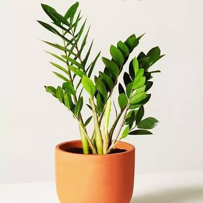 Fakta tanaman hias daun dolar Instagram Fakta tanaman hias daun dolar Instagram