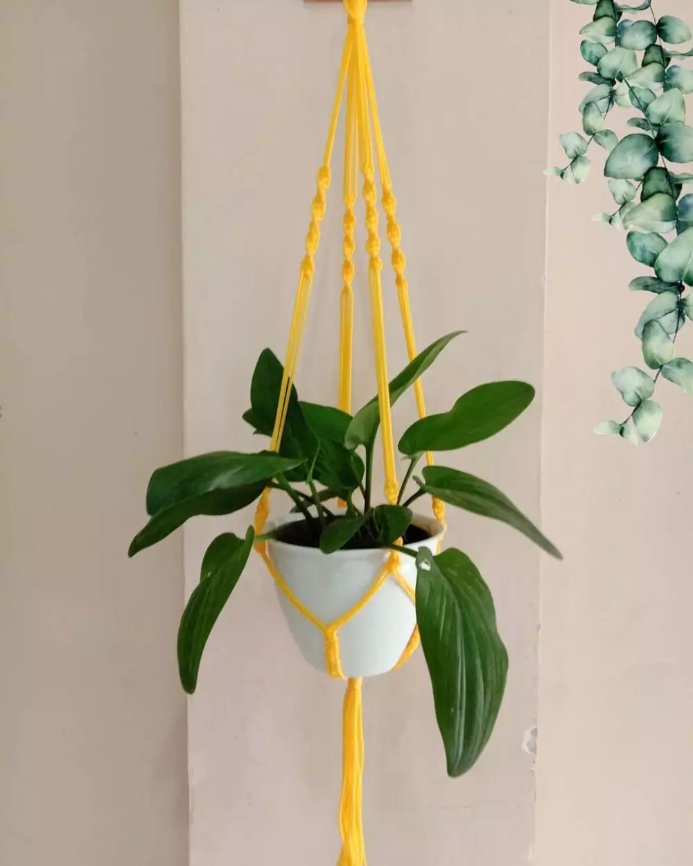 Cara menata tanaman hias gantung untuk percantik taman Instagram © 2021 brilio.net