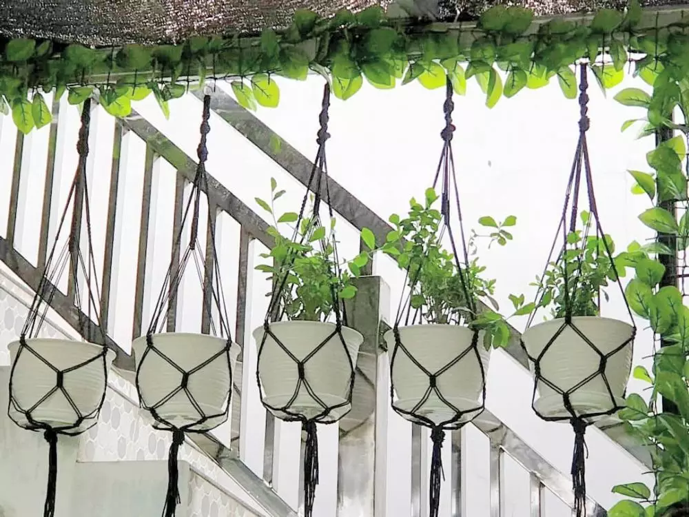 Cara menata tanaman hias gantung untuk percantik taman Instagram © 2021 brilio.net