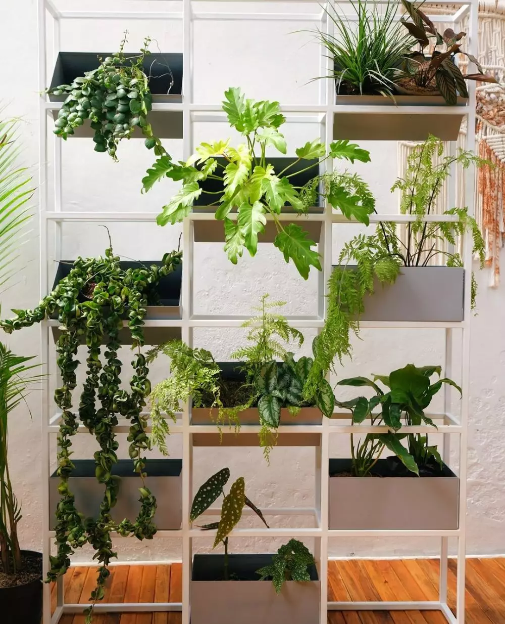 Cara menata tanaman hias gantung untuk percantik taman Instagram © 2021 brilio.net