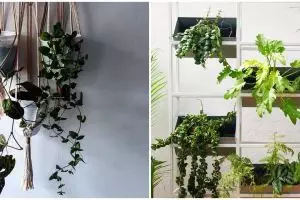 5 Cara menata tanaman hias gantung untuk perindah rumah