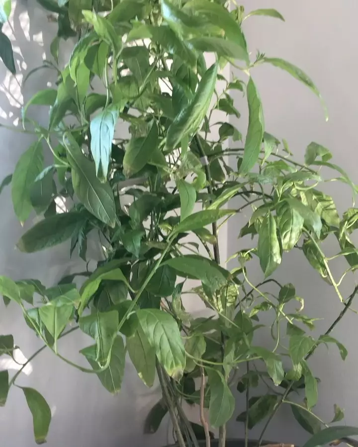 harga tanaman hias gantung ©Instagram