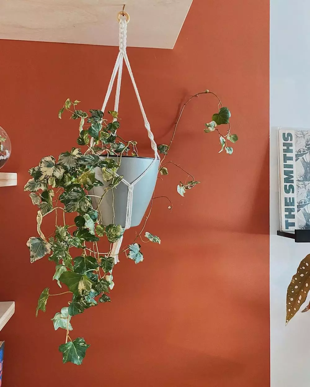 harga tanaman hias gantung ©Instagram