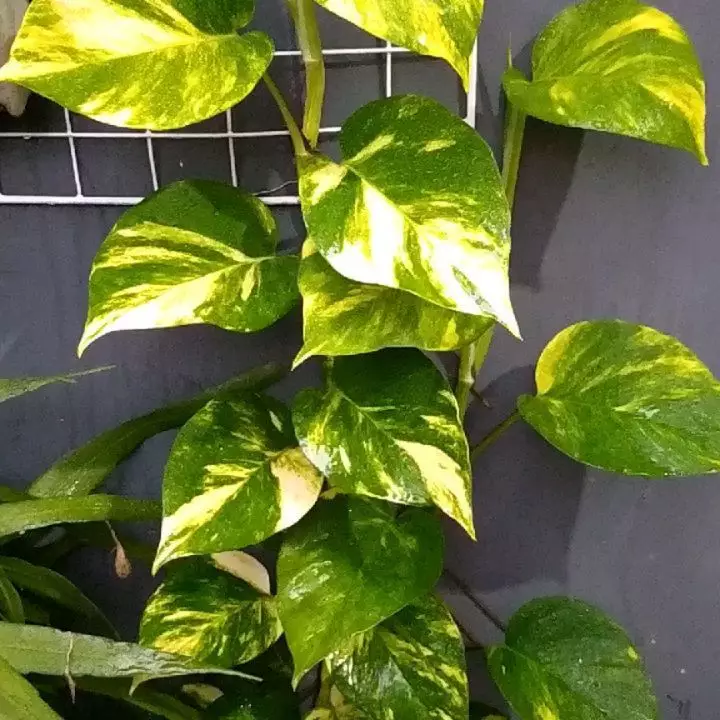 harga tanaman hias gantung ©Instagram