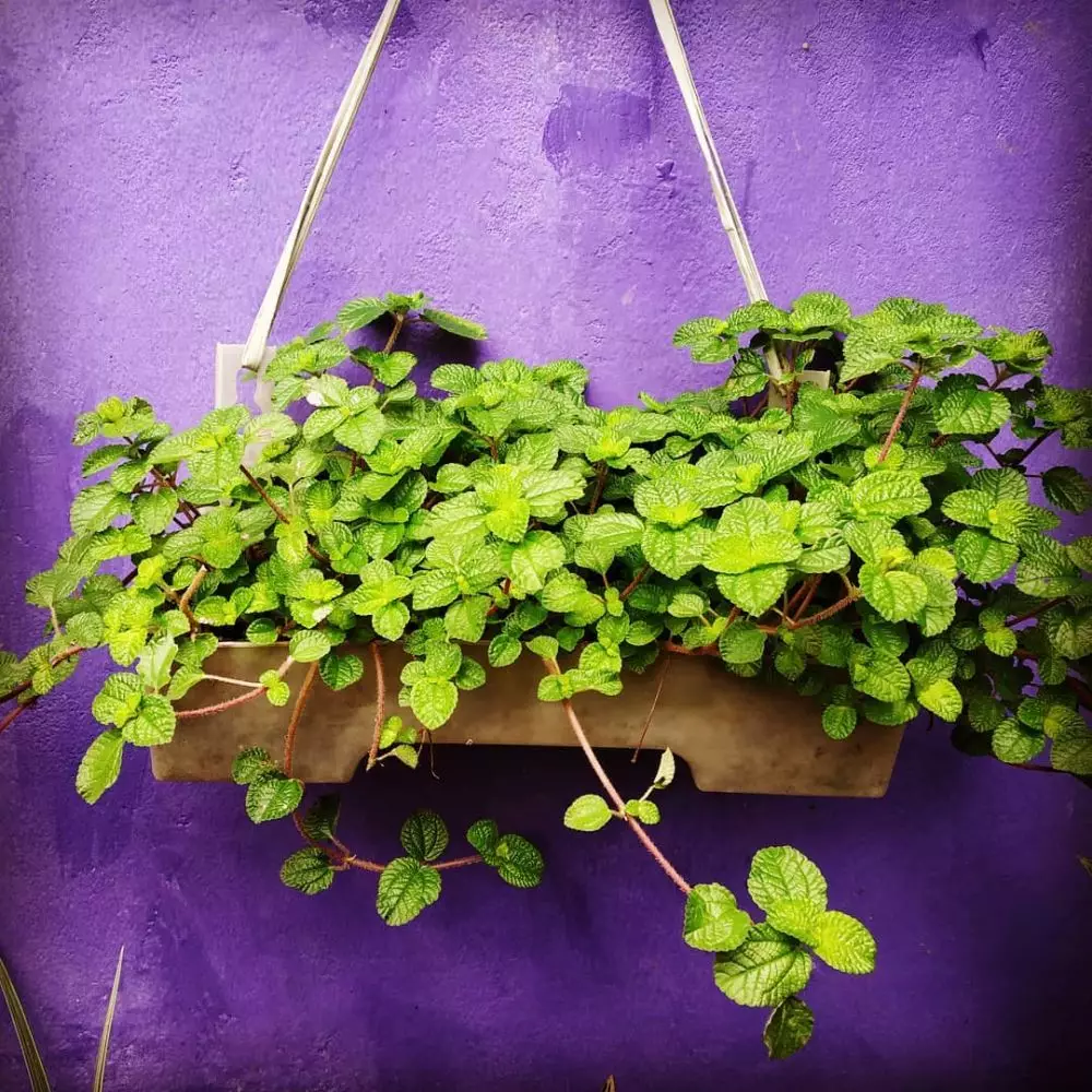 harga tanaman hias gantung ©Instagram