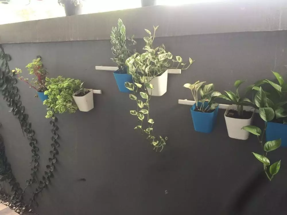 harga tanaman hias gantung ©Instagram