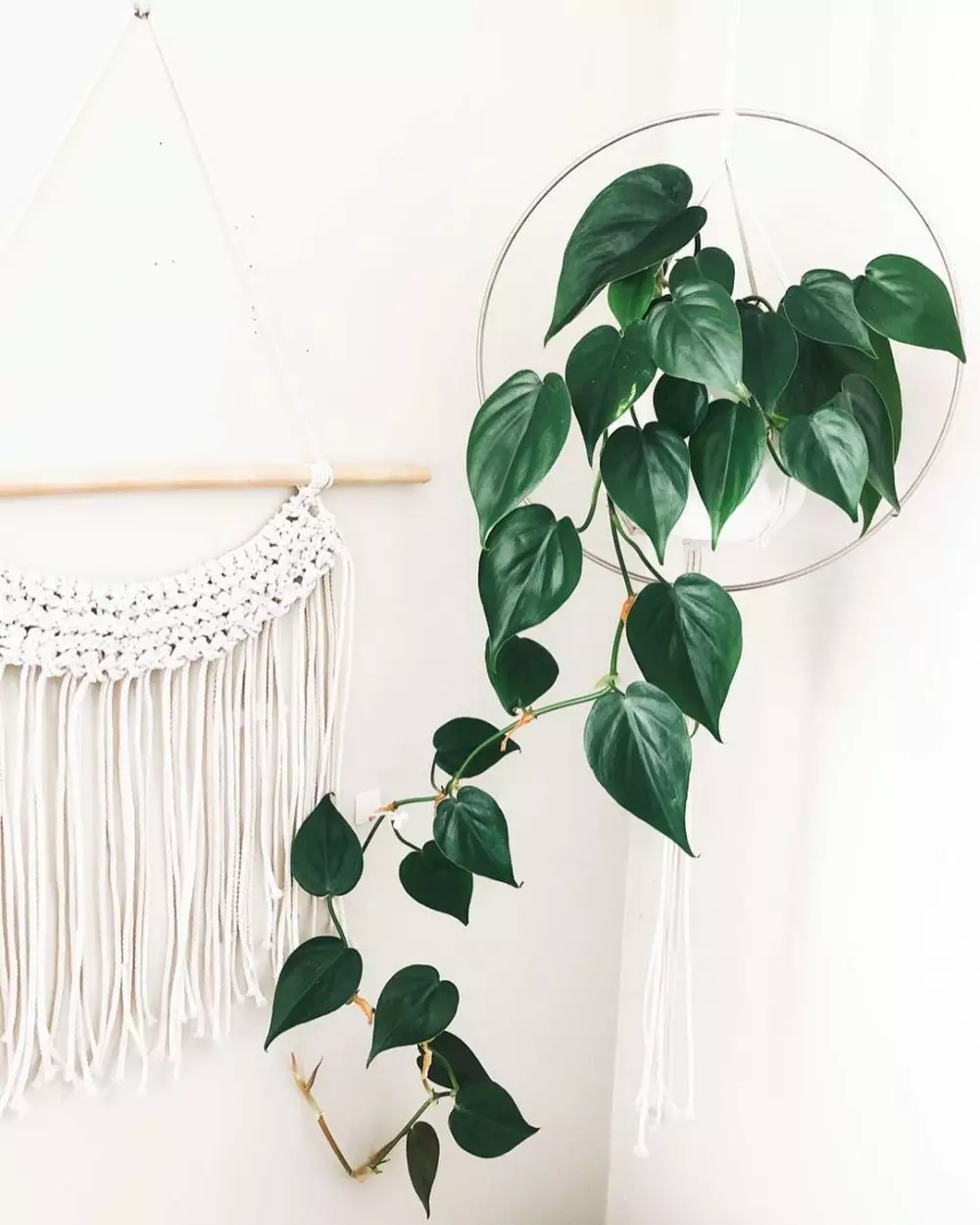 harga tanaman hias gantung ©Instagram