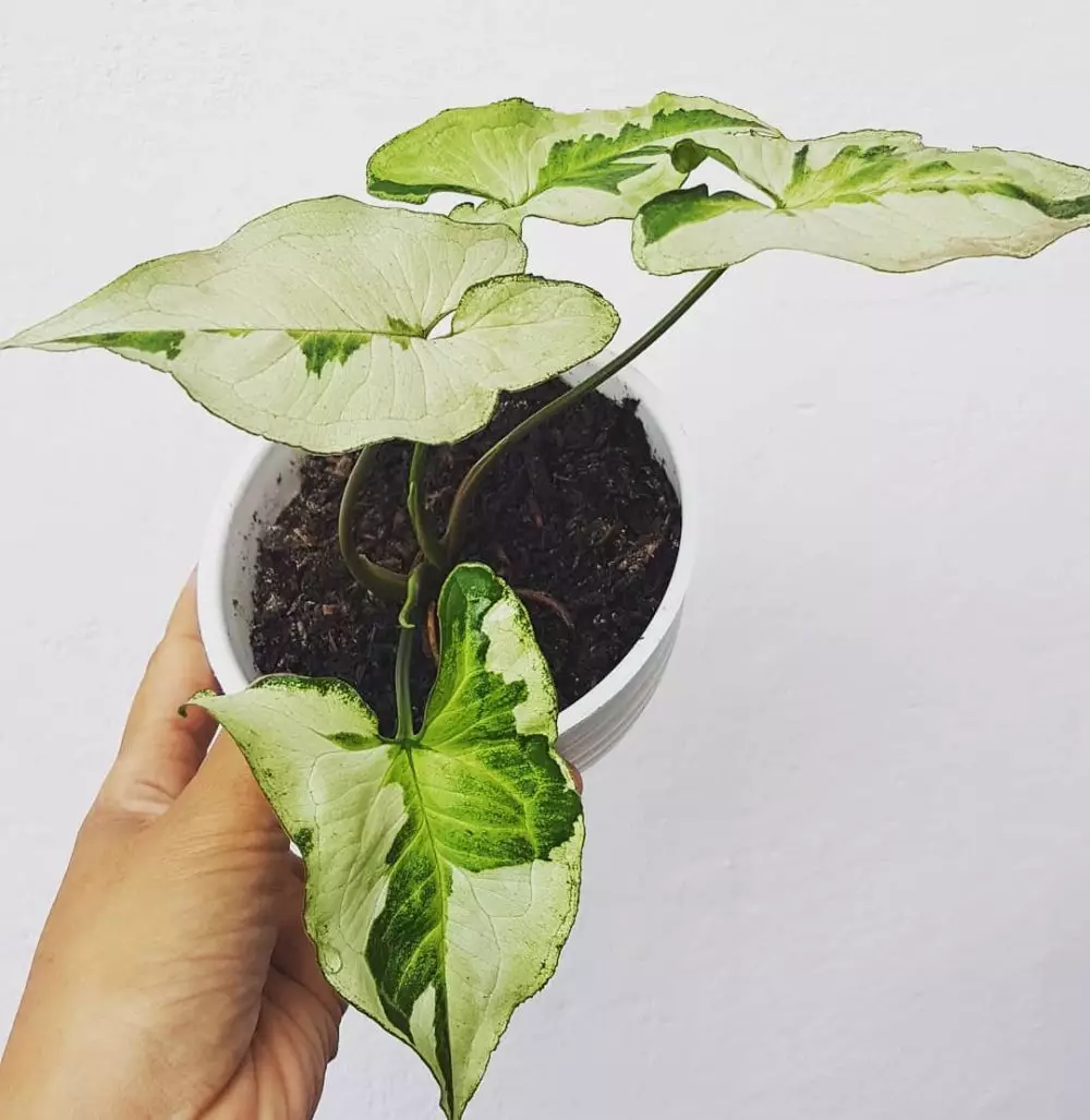 harga tanaman hias gantung ©Instagram