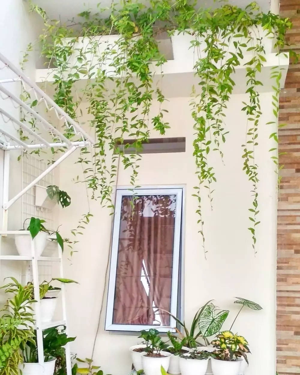 harga tanaman hias gantung ©Instagram