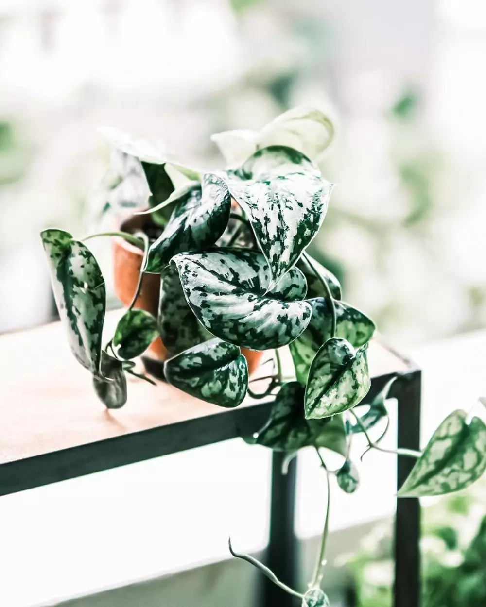 harga tanaman hias gantung ©Instagram