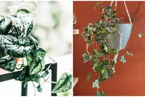 Harga 10 tanaman hias gantung daun merambat, rumah kian sejuk