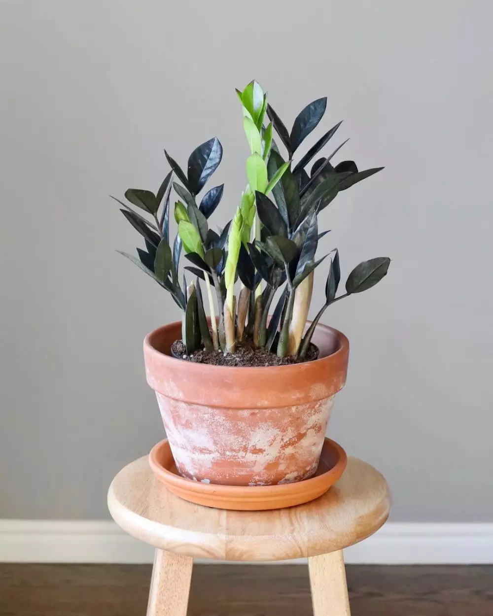 Cara merawat janda bolong zamia © Instagram Cara merawat janda bolong zamia © Instagram