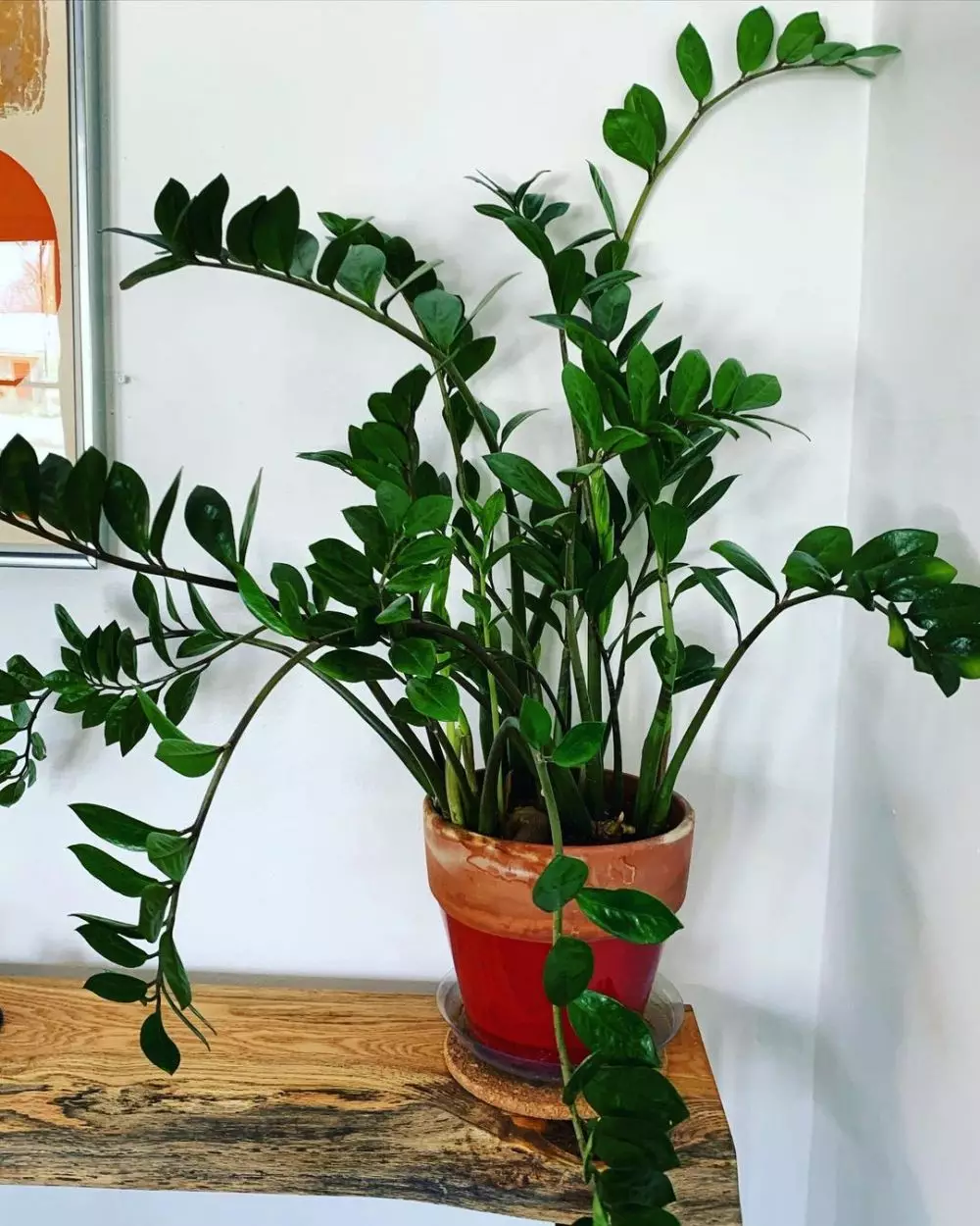 Cara merawat janda bolong zamia © Instagram Cara merawat janda bolong zamia © Instagram