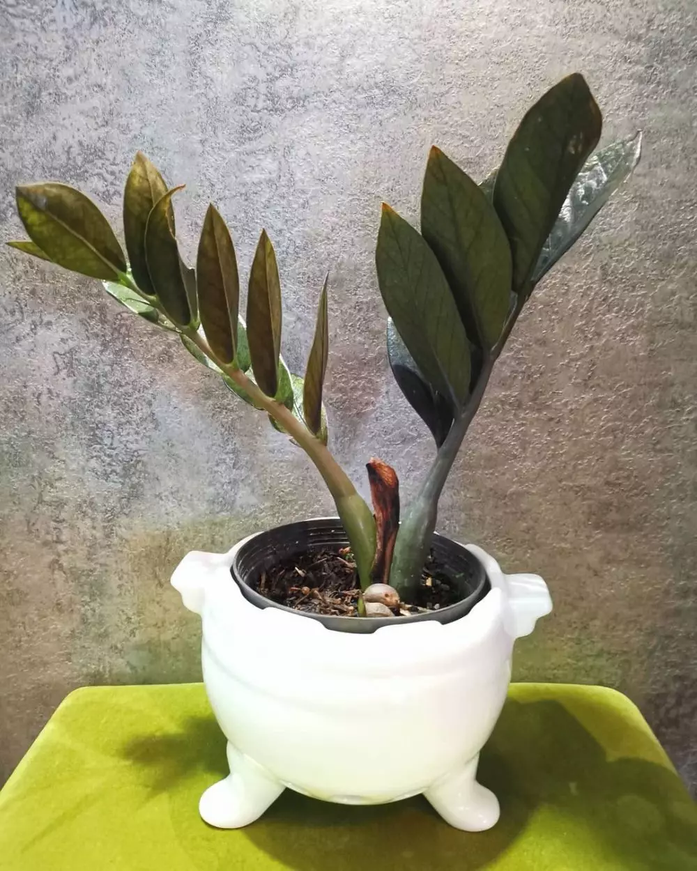 Cara merawat janda bolong zamia © Instagram Cara merawat janda bolong zamia © Instagram