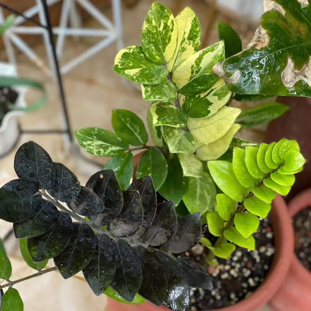 Cara merawat janda bolong zamia © Instagram Cara merawat janda bolong zamia © Instagram