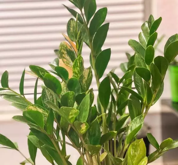 Cara merawat janda bolong zamia © Instagram Cara merawat janda bolong zamia © Instagram