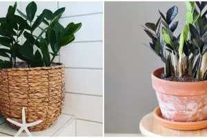 Cara merawat janda bolong zamia, tanaman hias dengan tampilan cantik