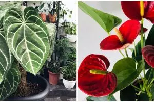 5 Tanaman hias daun love, cocok untuk hiasan rumah
