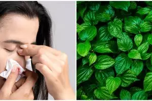 8 Tanaman obat bantu atasi mimisan, ada daun sirih