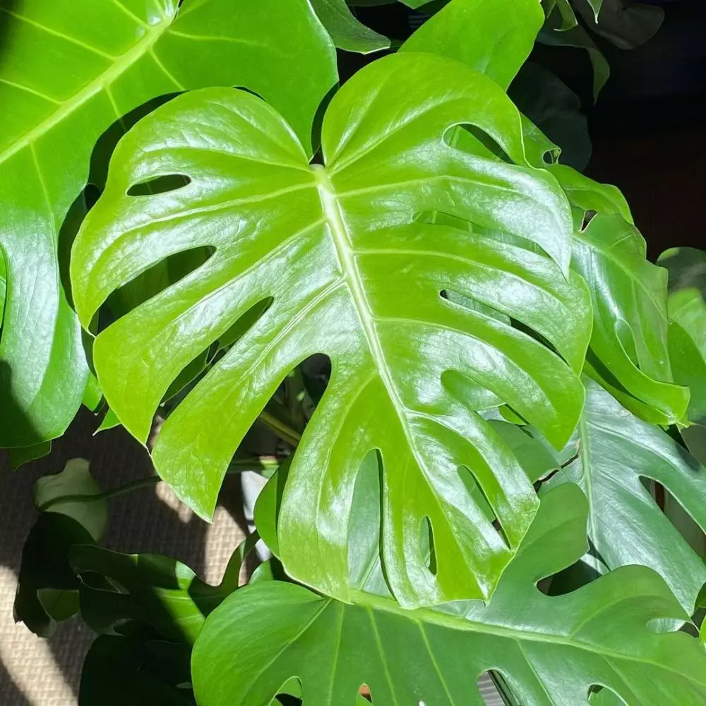 harga tanaman hias daun hijau ©Instagram