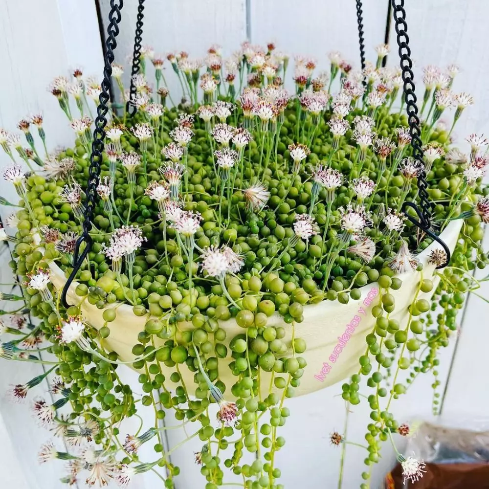 harga tanaman hias daun hijau ©Instagram