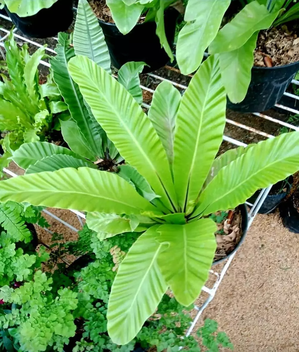 harga tanaman hias daun hijau ©Instagram