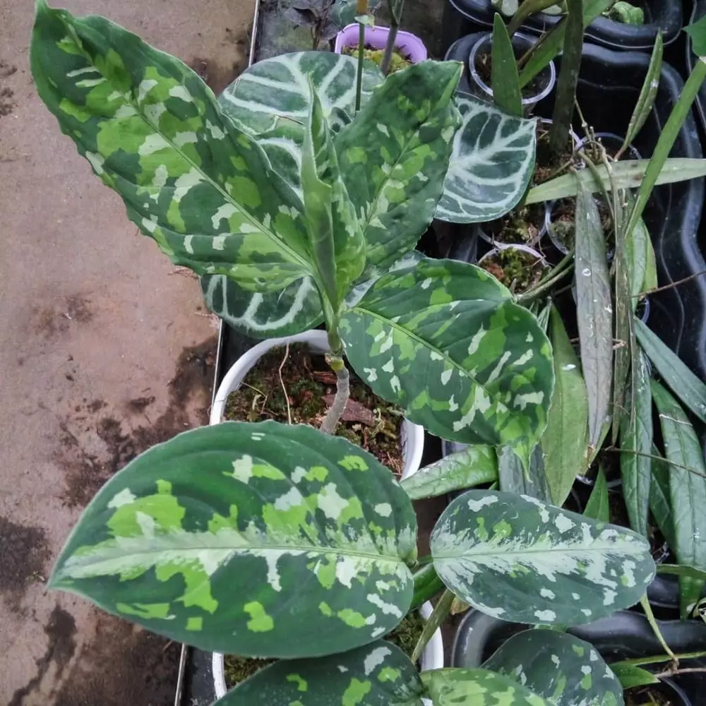 harga tanaman hias daun hijau ©Instagram