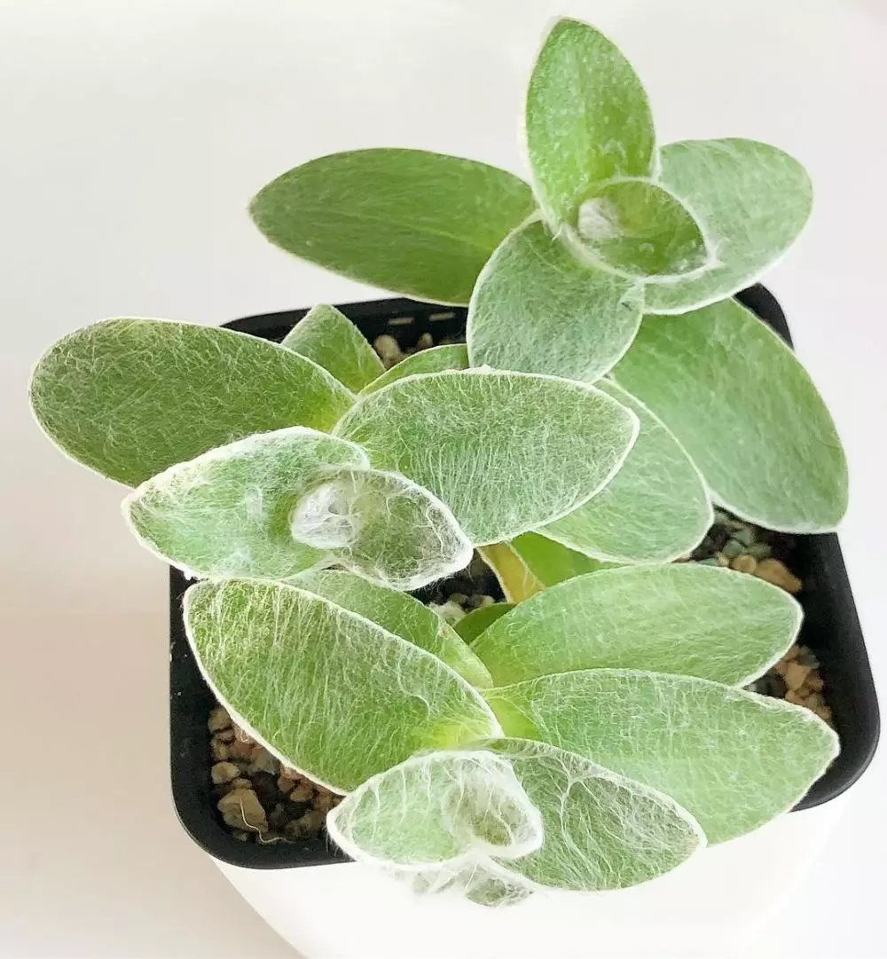 harga tanaman hias daun hijau ©Instagram