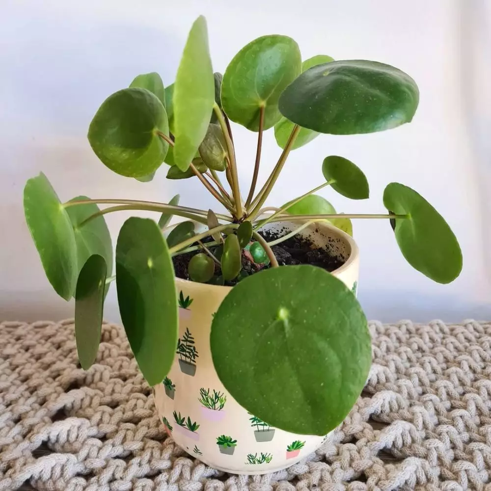 harga tanaman hias daun hijau ©Instagram