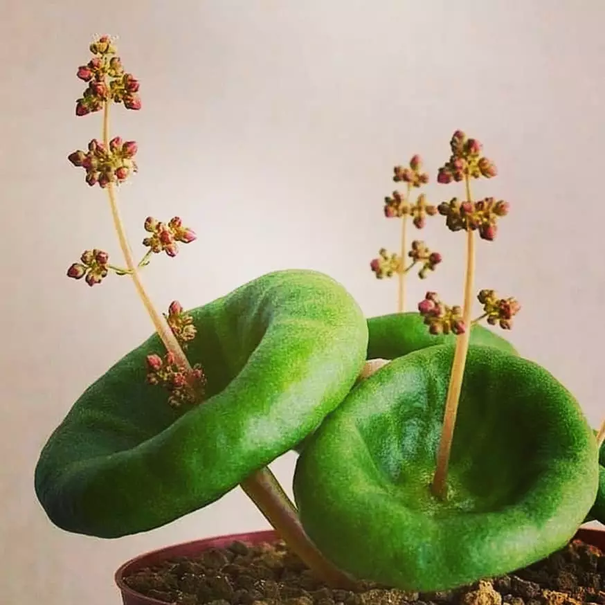 harga tanaman hias daun hijau ©Instagram