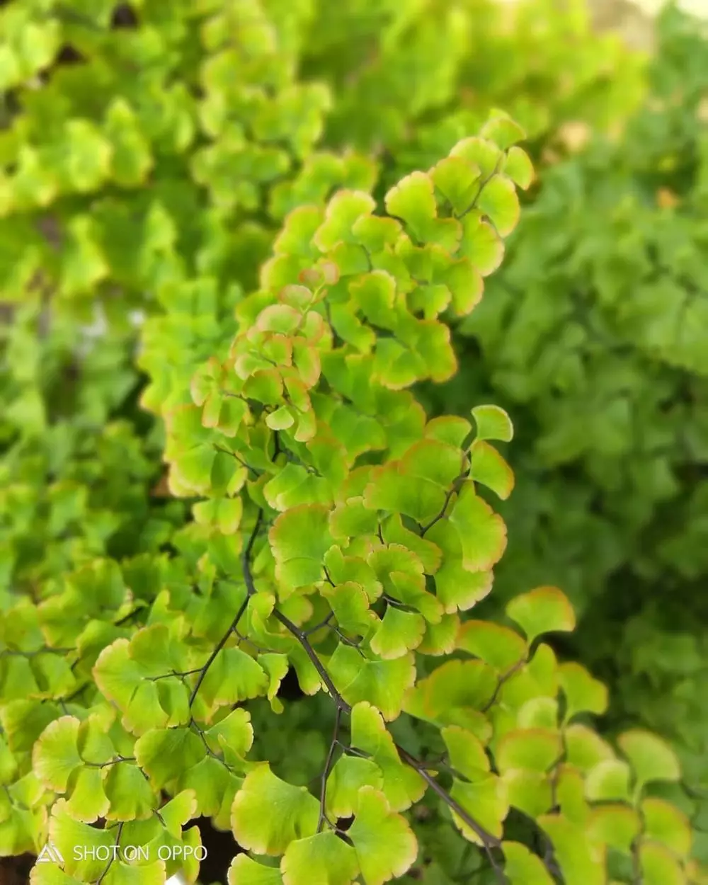 harga tanaman hias daun hijau ©Instagram