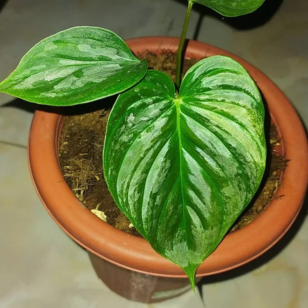 harga tanaman hias daun hijau ©Instagram