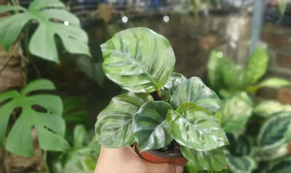 harga tanaman hias daun hijau ©Instagram